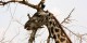 Tanzanie - 2010-09 - 182 - Serengeti - Girafe